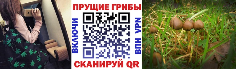где найти   Аргун  Галлюциногенные грибы мицелий 
